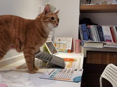 -御宝贝·A梦猫科宠物医院(国际猫友好医院)