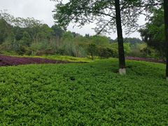 -铁山坪森林公园