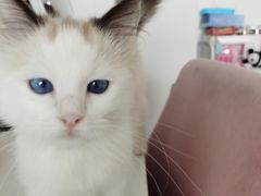 -KKV(深圳宏发大仟里店)