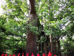 -西湖风景区十里琅珰-五云山