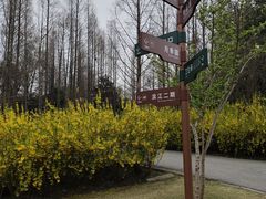 -上海滨江森林公园