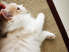 -猫大福·Fortune Cat猫舍(百子湾店)
