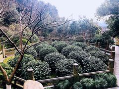 -十八棵（老龙井）御茶园(老龙井店)