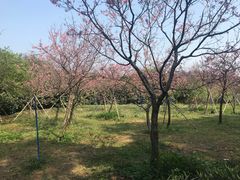 -天适樱花悠乐园
