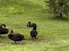 -万柳高尔夫俱乐部