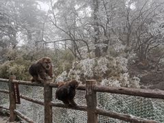 -峨眉山风景名胜区
