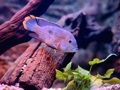 -上海海洋水族馆