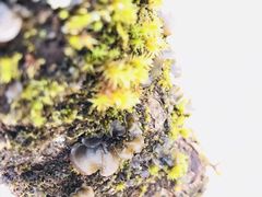 -叠溪松坪沟景区