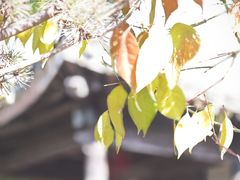 -南京市民俗博物馆(甘熙宅第)
