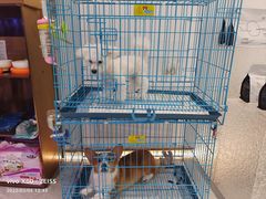 -1013 PET SHOP精品宠物商店(丁香店)
