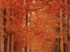 -黄海国家森林公园