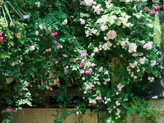 -谷咖啡·鲜花绿植花园餐厅