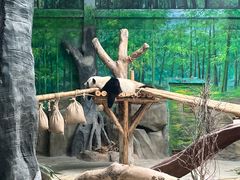-灵玲国际马戏城