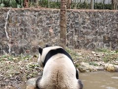 -都江堰中华大熊猫苑