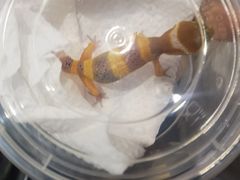 -酷以爬仙阁实体爬宠店·守宫·蜥蜴·专业繁育