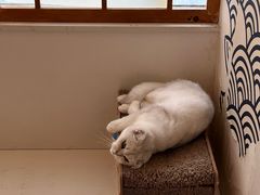 -Let's go狗咖·猫咖·奶狗·桌游(春熙路IFS店)