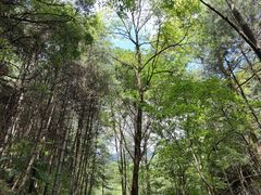 -王顺山国家森林公园