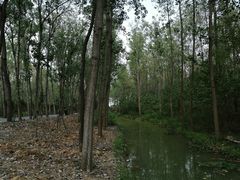 -合肥滨湖国家森林公园