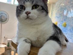 -李小姐の猫咖啡馆(五角场店)