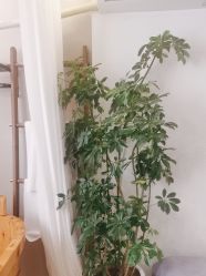 -薇薇安花系SPA