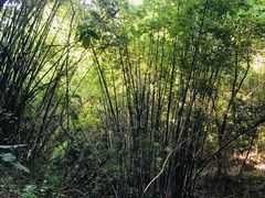 -羚羊峡古栈道森林公园