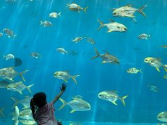 -瑞德姆美人鱼海底演艺主题餐厅(亚龙湾店)