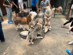 -TrueLove @ Neverland (Husky Cafe)
