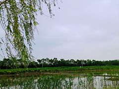 -大兴滨河森林公园