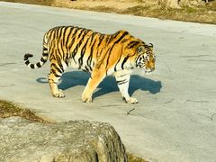 -上海野生动物园