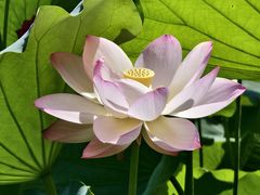 -莫催咖啡