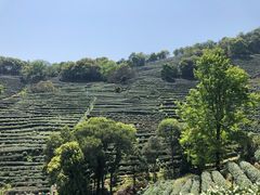 -龙坞茶村