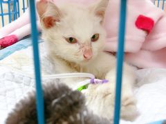 -瑞派康怡24h宠物医院·犬猫医疗中心·微创绝育(瑞景分院)