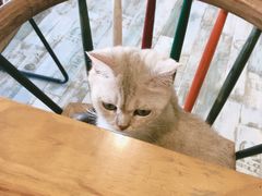 -猫咪咖啡·猫咖(万达广场店)