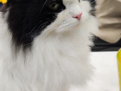 -安格丽娜·狗咖·猫咖羊驼咖(春熙路百盛商场店)