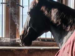 -北京群众马术培训基地