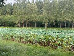 -黄海国家森林公园