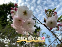 -天适樱花悠乐园