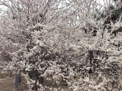 -丁香湖公园