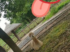 -昆山城市生态森林公园