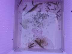 -莫子山公园