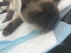 -佳怡动物医院·平价24小时·猫专科骨外科