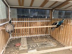 -廊坊固安福朋喜来登酒店