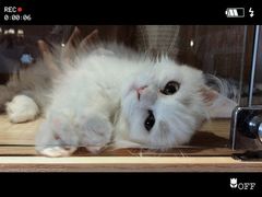 -猫猫幼稚园·撸猫·桌游·电玩