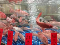 -龙悦湾酒家·八阵鱼生·渔人码头店