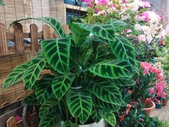 -双季花艺园艺市场(浦东店)