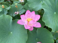 -莲花池公园