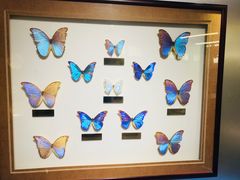 -上海昆虫博物馆