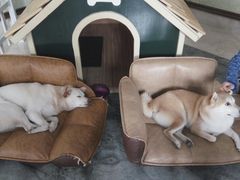 -上海崇明金茂凯悦酒店