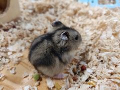 -龟与熊猫宠物公园(南坪店)