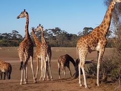 -威勒比开放式动物园